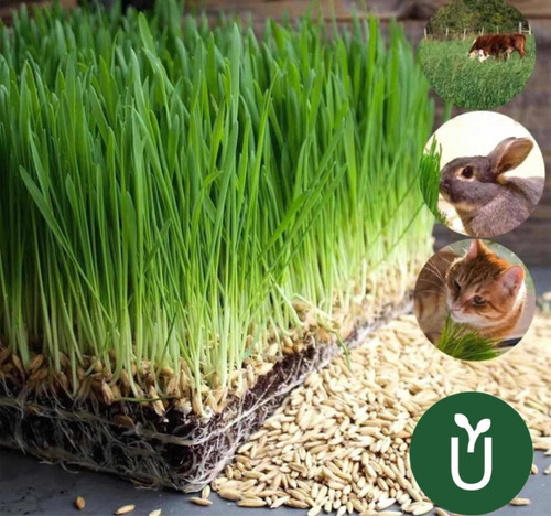 Semillas Avena 500 G - Ideal Animales Gatos - Germinación N1