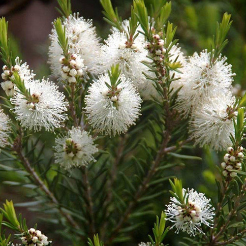 Imagem 7 de 8 de 200 Sementes Melaleuca Alternifolia Tea Tree + Frete Gratis