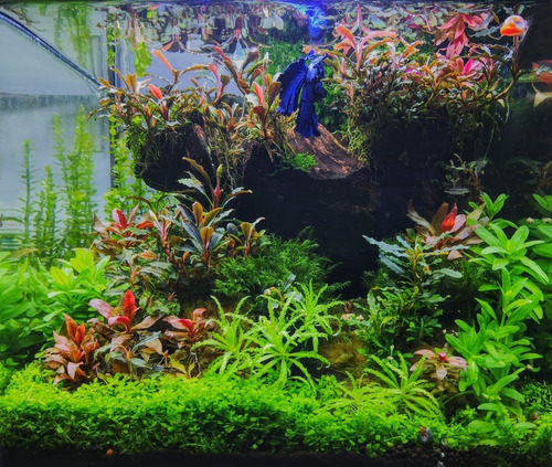 Alimento Pez Betta Pellets 28gr