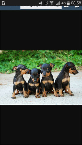 Cachorros, Perritos Doberman Pincher Miniaturas Puros