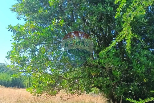 Venta Parcela De Campo Catripulli, Curarrehue