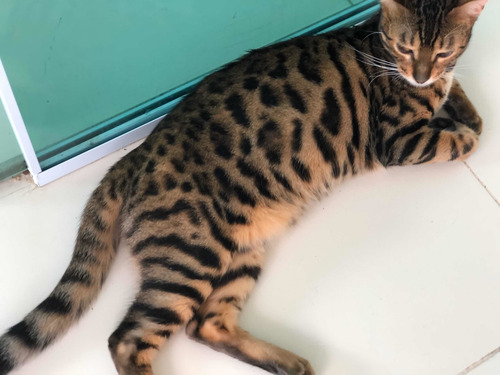 Gata Bengal Fêmea Castrada Com Pedigre