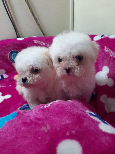 Cachorros French Poodle Miniatura 150$