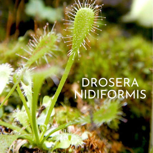 Plantas Carnivoras: Drosera Nidiformis