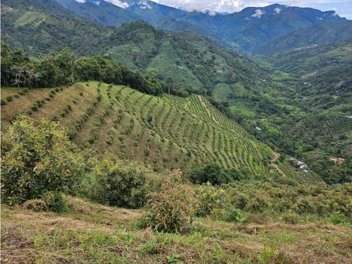 Se Vende Finca En Produccion Aguacate Hass Pijao Quindio