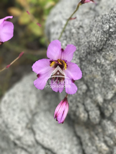 Venta Parcelas Arrayan Costero, La Serena