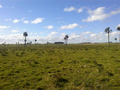 Campo En Venta En Castillos (ref: Atm-4276)