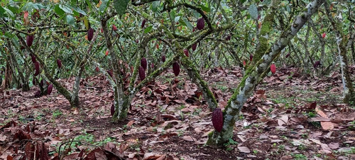 Imagen 3 de 14 de Finca-quinta De 3 Hectareas.