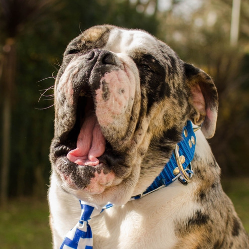 Bulldog Inglés Exótico Black Tri Merle Servicio De Stud