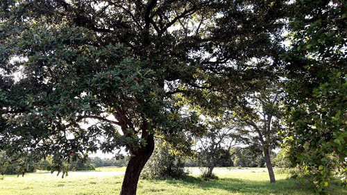 Imagem 23 de 30 de Fazenda 1470 Hectares, Fácil Acesso, Rica Em Água Com Açudes, Mangueiro Completo, Casa Sede, Casa De Funcionário, 700 Hectares Formadas Em Brachiaria - Fa00219 - 70654361
