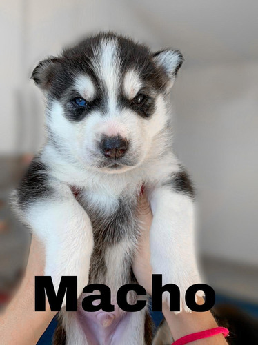 Imagem 1 de 4 de Filhotes De Husky Siberiano