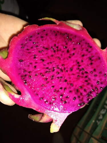 Flor Da Noite C/ 7 Variedade De Pitayas 3 Cores E 8 Mudas