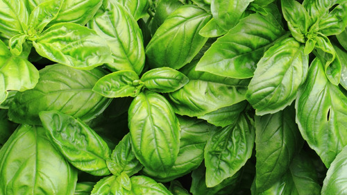 Semillas De Albahaca Genovés Genovesa Beltrame 2 Grs Huerto