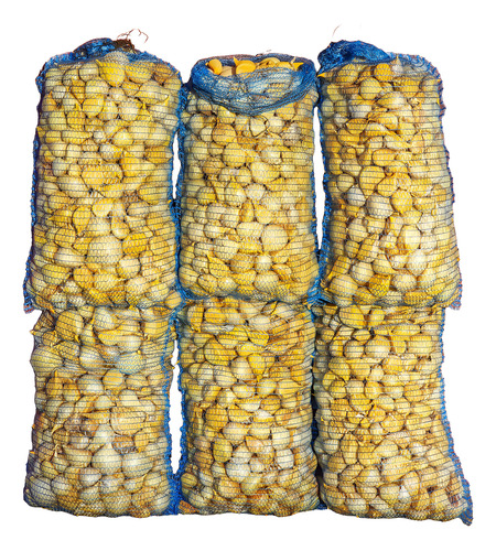 (5 Kg) Ajos Chilotes - El Huerto De Chiloé