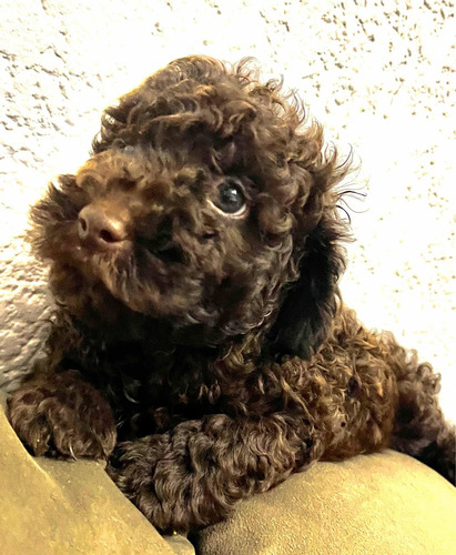 Imagen 3 de 8 de Caniche Chocolate Disponible Macho