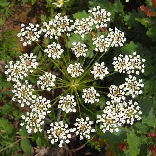 Anis Erva Doce Pimpinella Anisum 50 Sementes Flor
