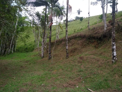 Fazenda - Fa00004 - 67650297