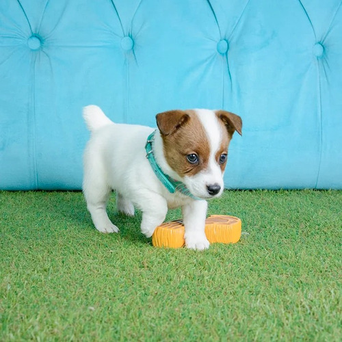 Jack Russell 20 Tricolor