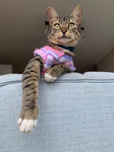 Chompa De Lana Para Gato Hecha A Mano