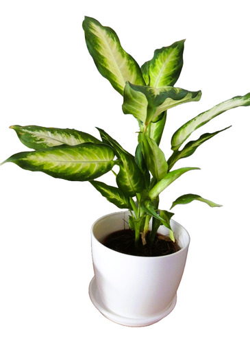 Planta Interior Diffembacchia Mariana C/maceta Premium Plato
