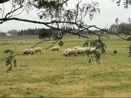 Imagen 2 de 14 de Campo En Gobernador Sola, Entre Rios.