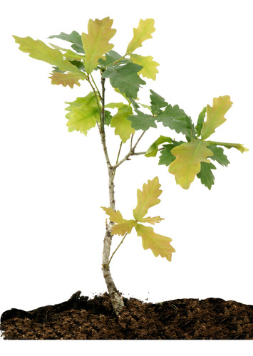 Roble Para Bonsai