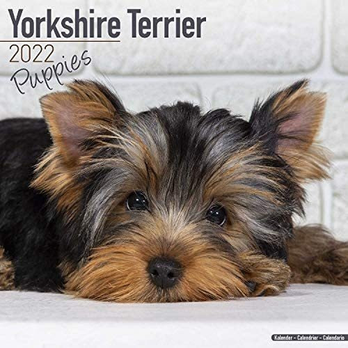 Libro: Calendario De Cachorros Yorkshire Terrier Yorkie De