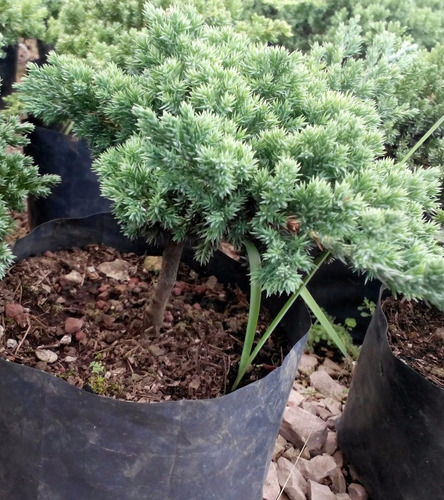 Imagen 6 de 6 de Lote De Arbolitos Para Bonsai Hinoki Cedro Japónes Juniperos