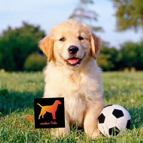 Los Golden Retriever Con Mas Historia - Criadero Tribu