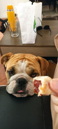 Imagen 2 de 5 de Bulldog Inglés Para Monta O Inseminación