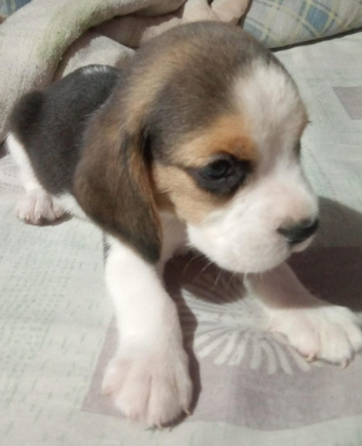 Cachorros Beagle Puros