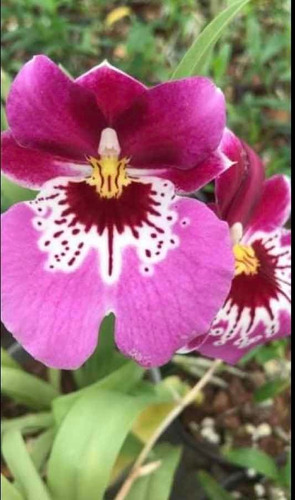 Imagen 1 de 5 de Orquídeas Miltoniopsis Varios Colores