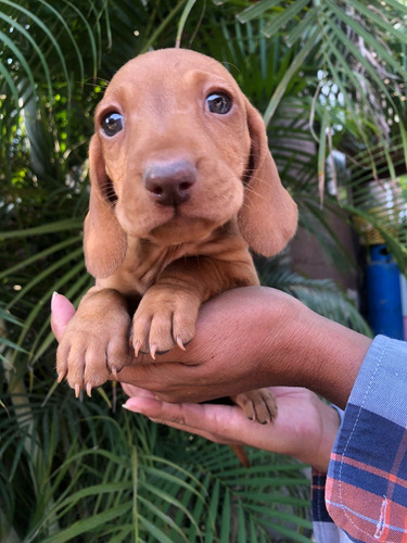 Cachorros Salchicha 