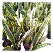 Comprar Sanseviera Trifasciata -  Maceta Nro 12 - Lengua De Suegra