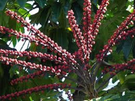 Árvore Guarda Chuva Schefflera 300 Sementes Frete Grátis Bra