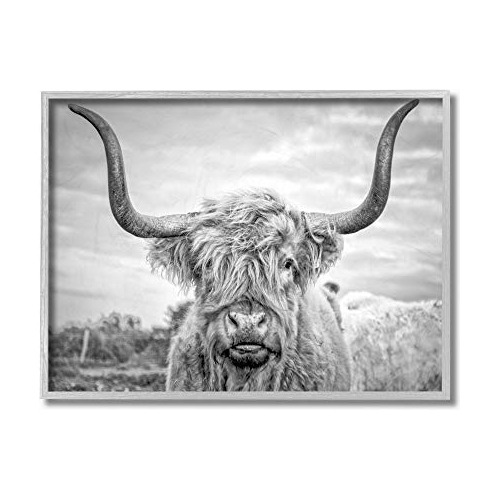 Fotografía De Vaca Highland Blanco Y Negro Marco De Ar...