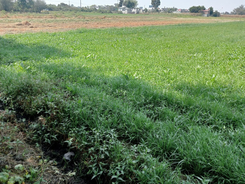 Terreno En Venta En San Felipe Texcoco De Mora Estado De Mèxico