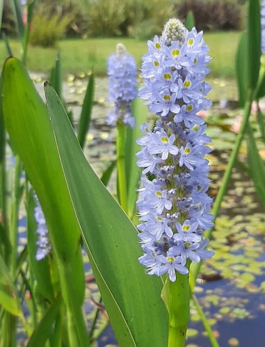 Pontederia Lanceolata. Planta.