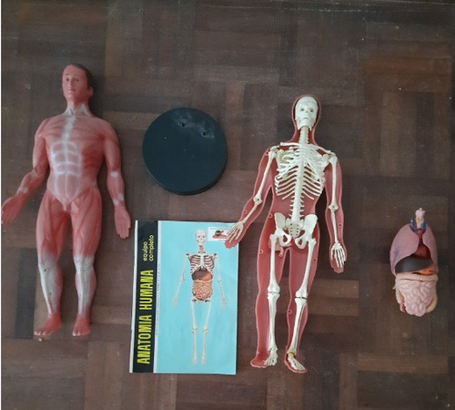 Muñeco Cuerpo Humano, Músculos, Esqueleto, Órganos Impecable