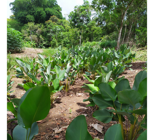 Maranta Charuto - Calathea Lutea, Planta Ornamental Natural