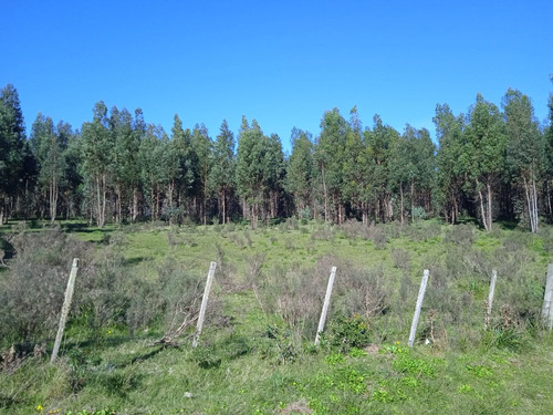 Campo De 43 Hectáreas En Las Cañas