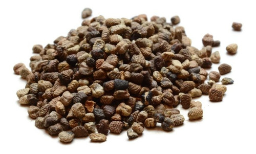 Cardamomo - Elettaria Cardamomum 100 Gr Semillas Frescas