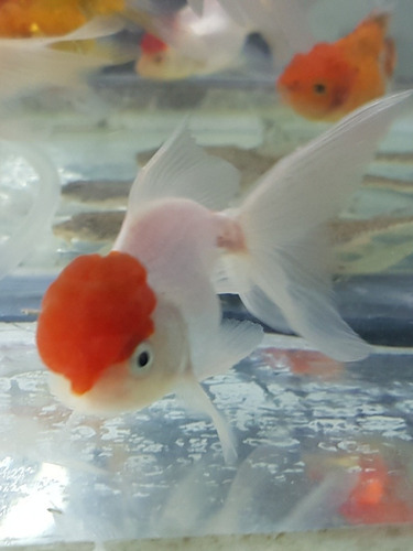 Pez Red Cap Mediano