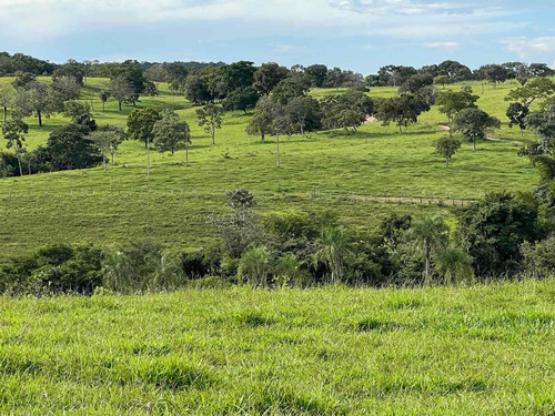 Imagem 14 de 20 de Chácara À Venda! Em Goianésia - Go, 13 Alqueres A 14.5 Km De Goianésia, Com 2 Nascente De Água Dentro.