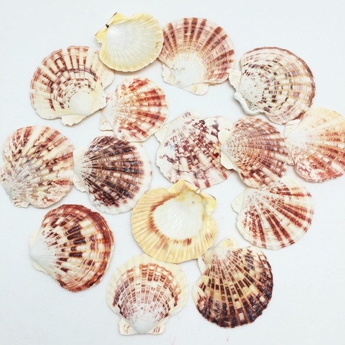 30 Conchas De Mar Festoneadas Pecten, 1-1/4 Pulgadas ~ ...