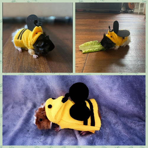 Disfraz De Erizo Sudadera Con Capucha Para Mascotas