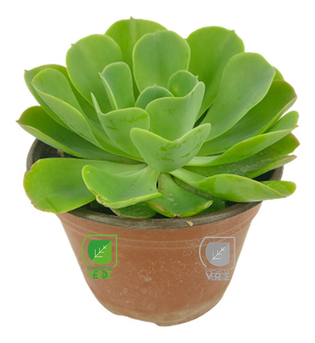 Imagen 1 de 7 de Planta Conchita