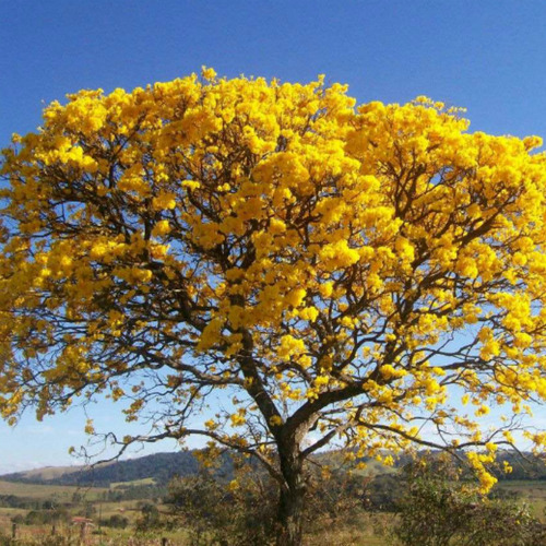 Plantines De Lapacho Amarillo X 100unidades