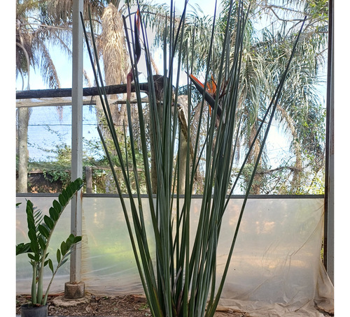 Strelitzia Juncea En Maceta De 10 Lt.