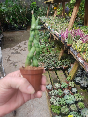 Sansevieria Cylindrica (lança De São João Trançada) Pote 6